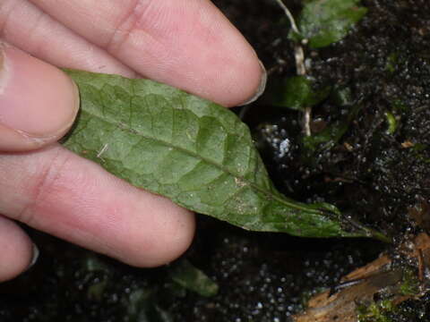 Imagem de Leptochilus pteropus (Bl.) Fraser-Jenk.