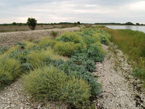 Image of sea kale