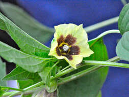 Physalis longifolia Nutt. resmi