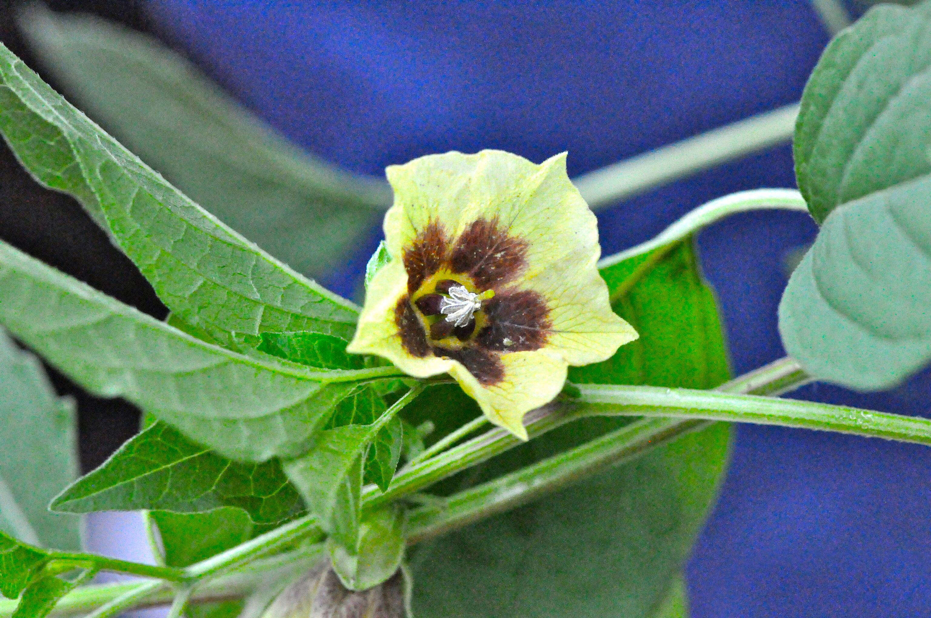 Physalis longifolia Nutt. resmi