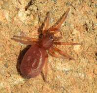 Prodidomus amaranthinus (Lucas 1846) resmi