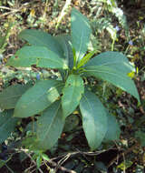 Image of Rauvolfia verticillata (Lour.) Baill.