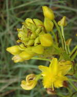 صورة Bulbine abyssinica A. Rich.