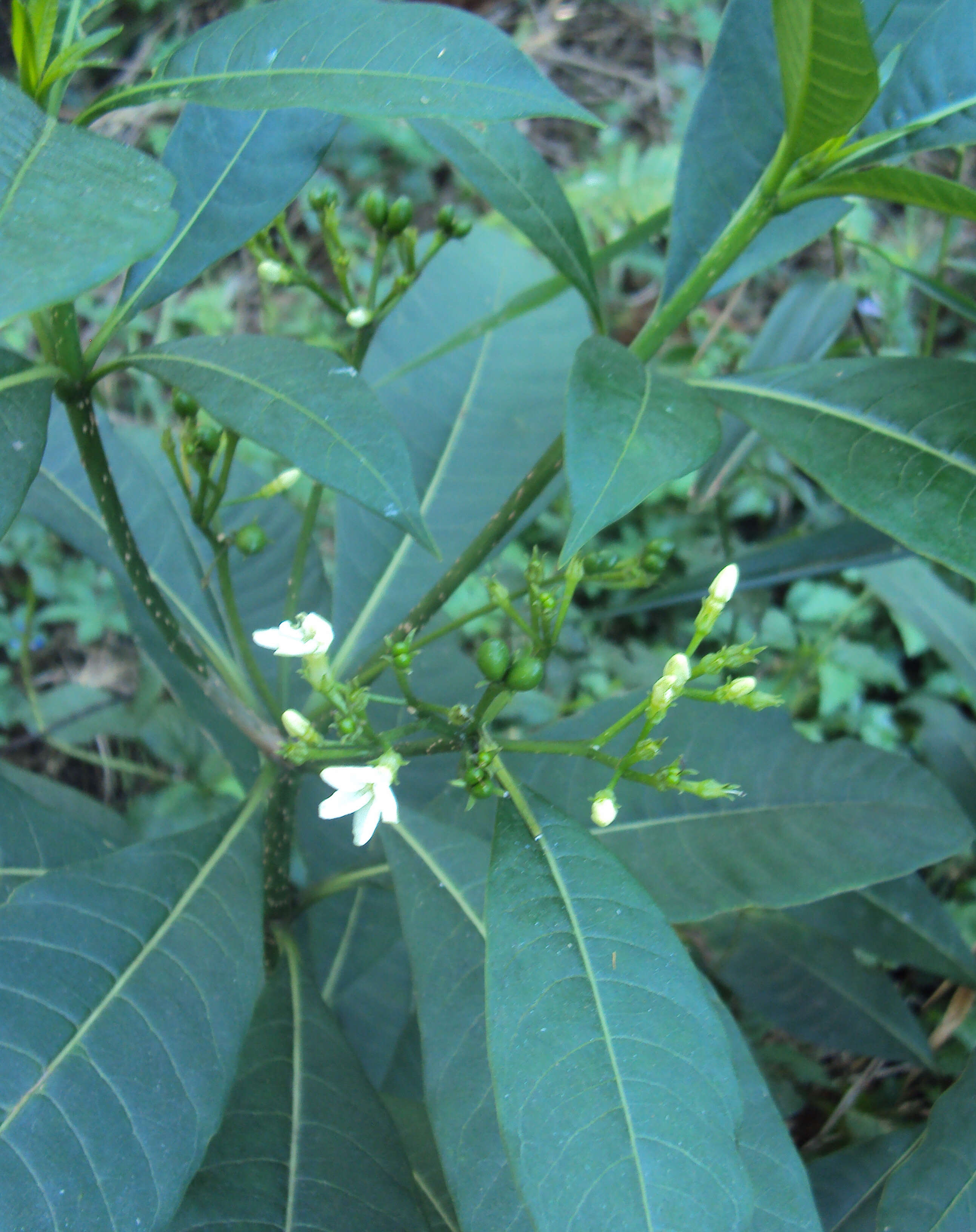 Image of Rauvolfia verticillata (Lour.) Baill.