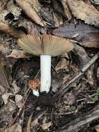 Image of Russula novae-zelandiae McNabb 1973