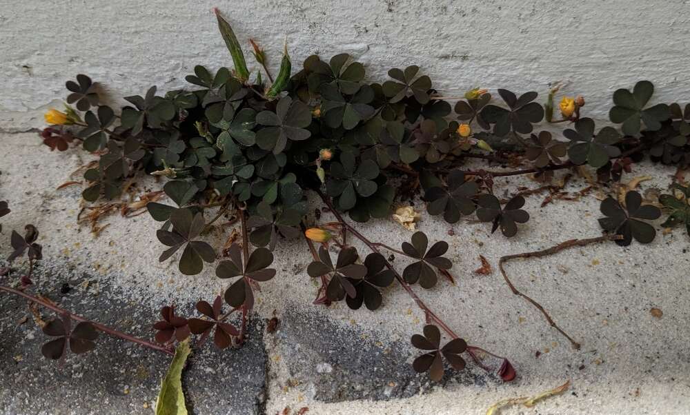 Image of Oxalis corniculata var. corniculata