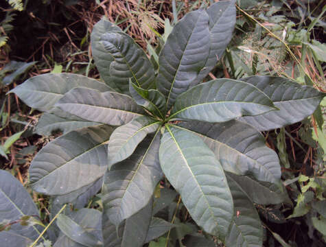 Image of Rauvolfia verticillata (Lour.) Baill.