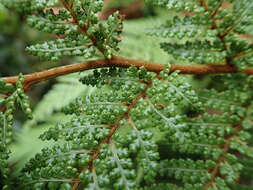 Image of Dicksonia lanata Col.