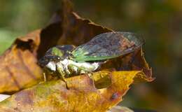 Image of Neotibicen tibicen (Linnaeus 1758)