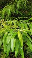 Image of Salix canariensis C. Sm. ex Link