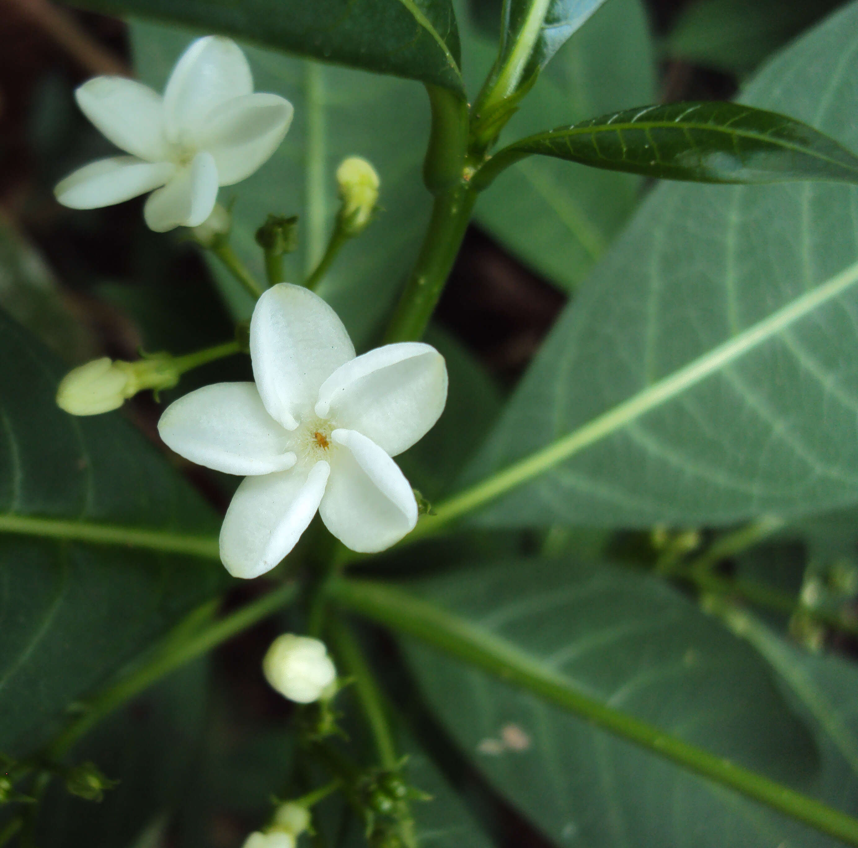 Image of Rauvolfia verticillata (Lour.) Baill.