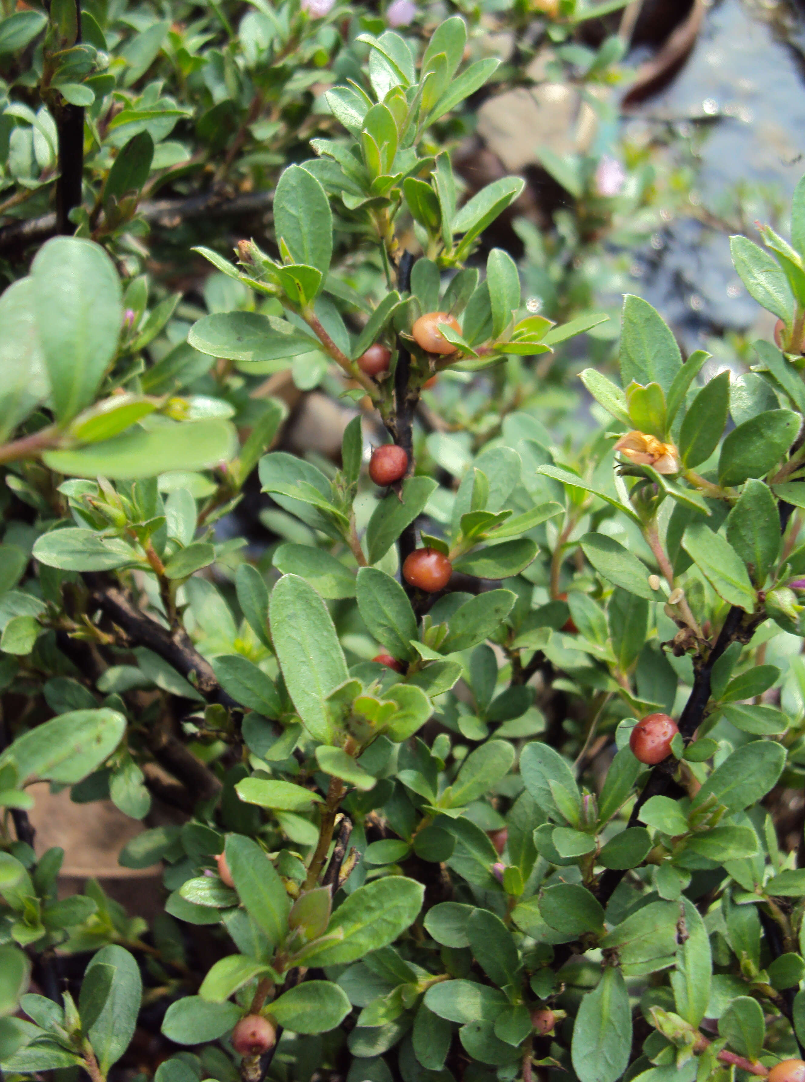 Image of Ehretia aquatica (Lour.) Gottschling & Hilger