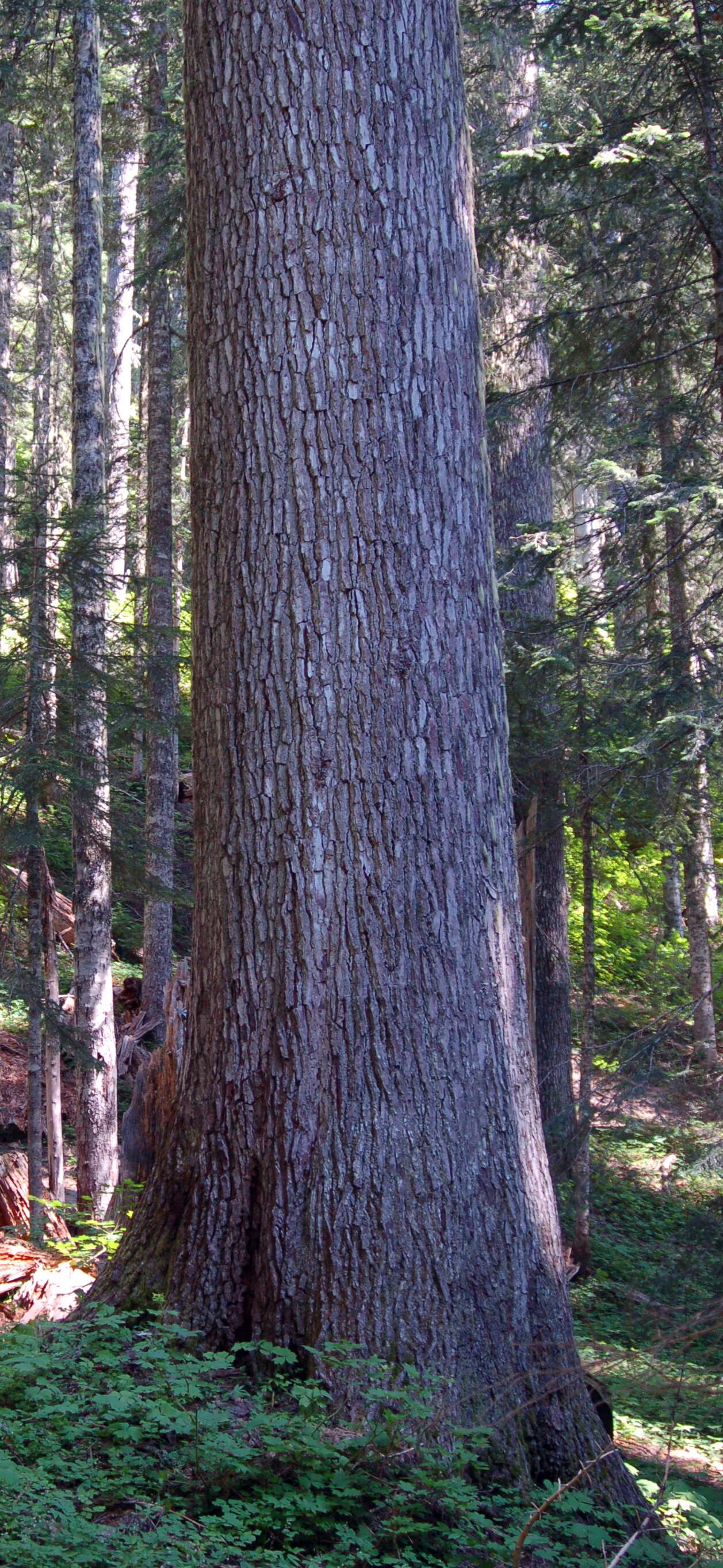 Image of noble fir