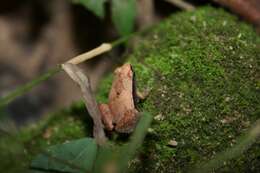 Image of Arcuate-spotted Pygmy Frog