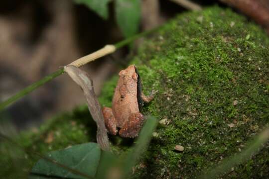 Image of Arcuate-spotted Pygmy Frog