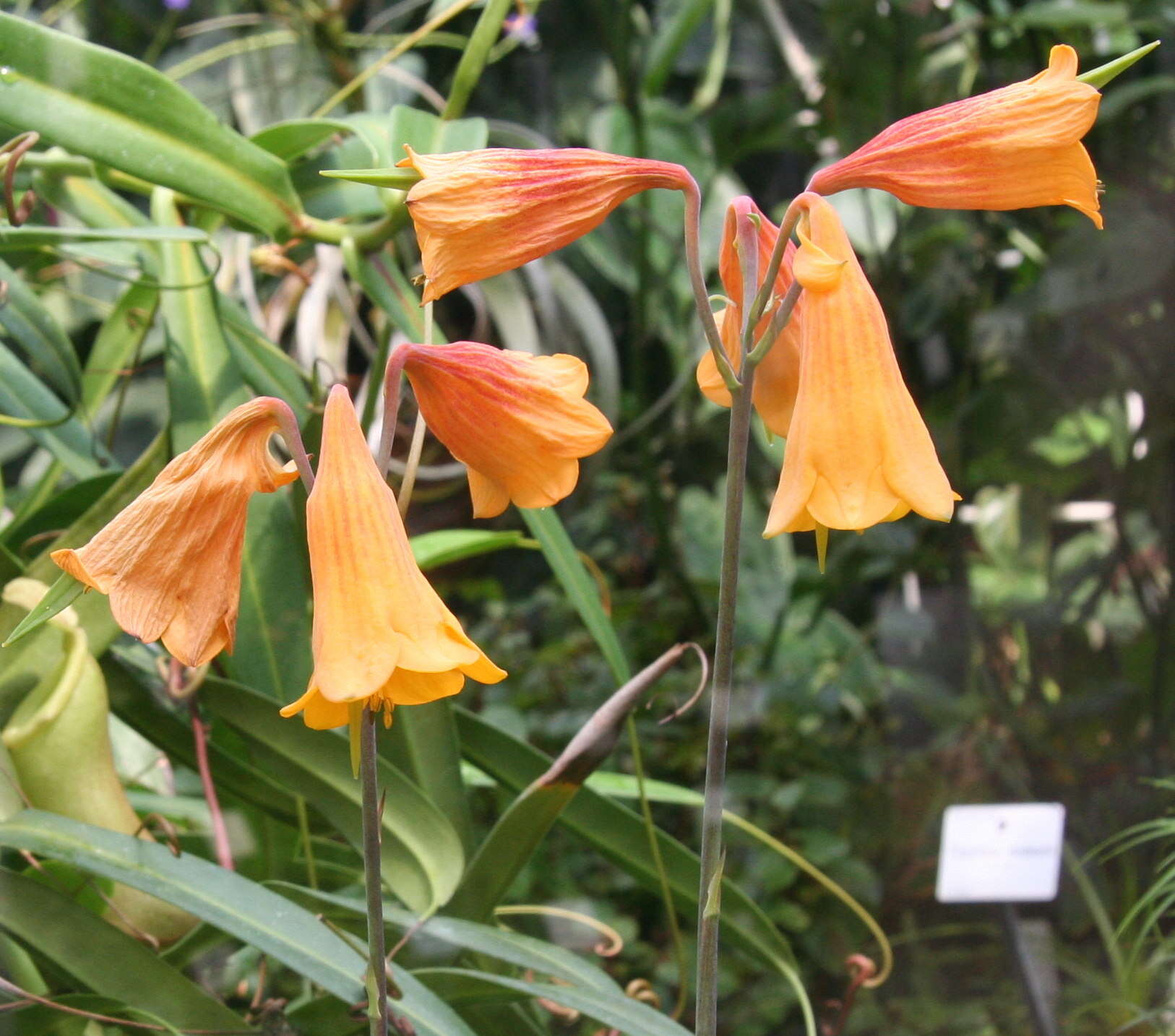 Image of Blandfordia grandiflora R. Br.