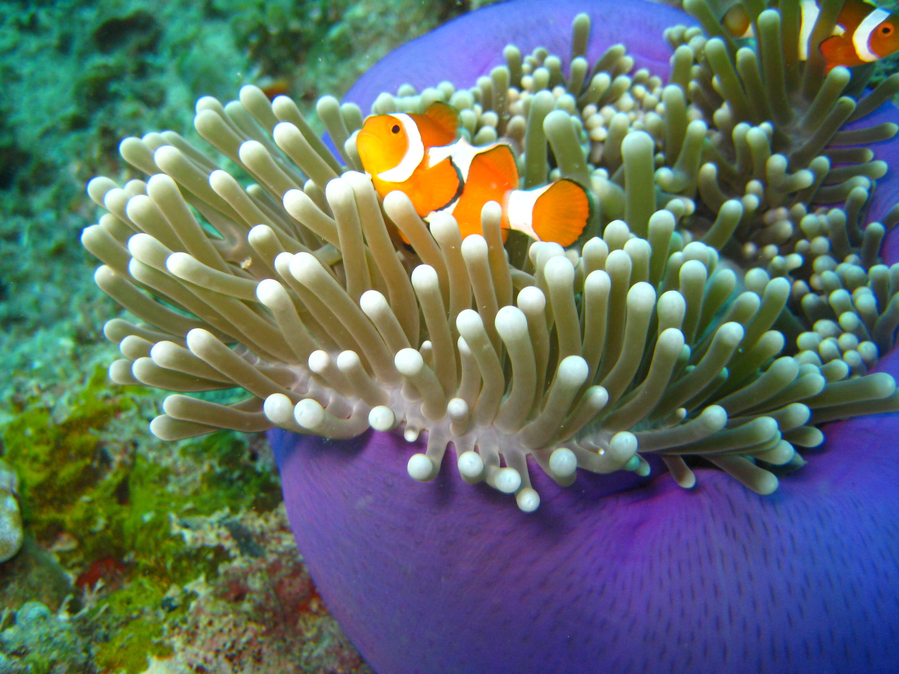 Image of Common clownfish