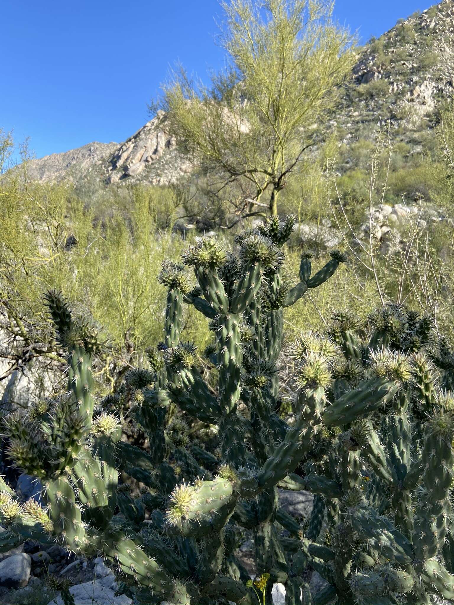 Image de Cylindropuntia californica var. delgadilloana (Rebman & Pinkava) Rebman