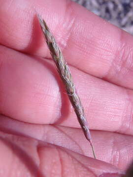 Image of black-grass