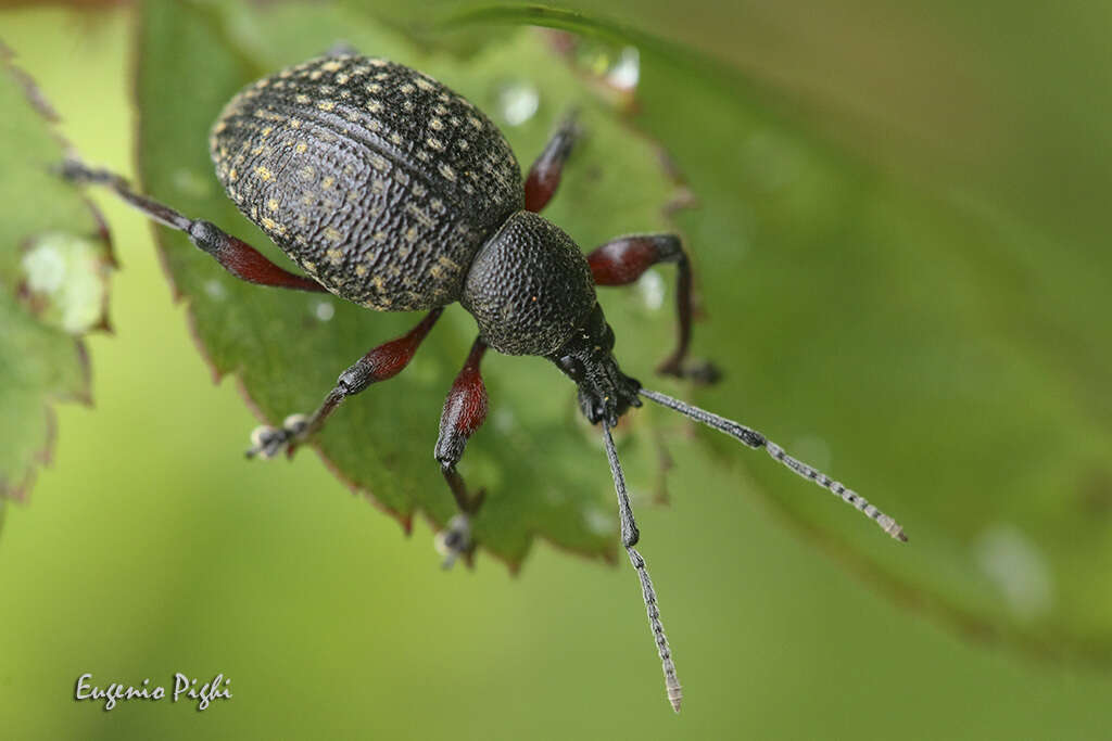 Imagem de Otiorhynchus (Otiorhynchus) coecus Germar 1824