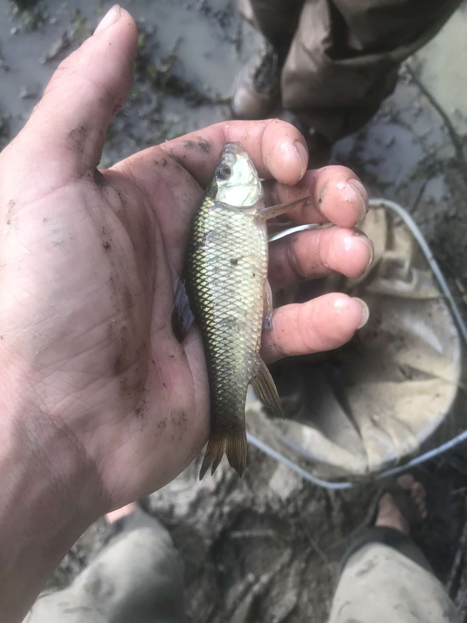 Image of Western creek chubsucker