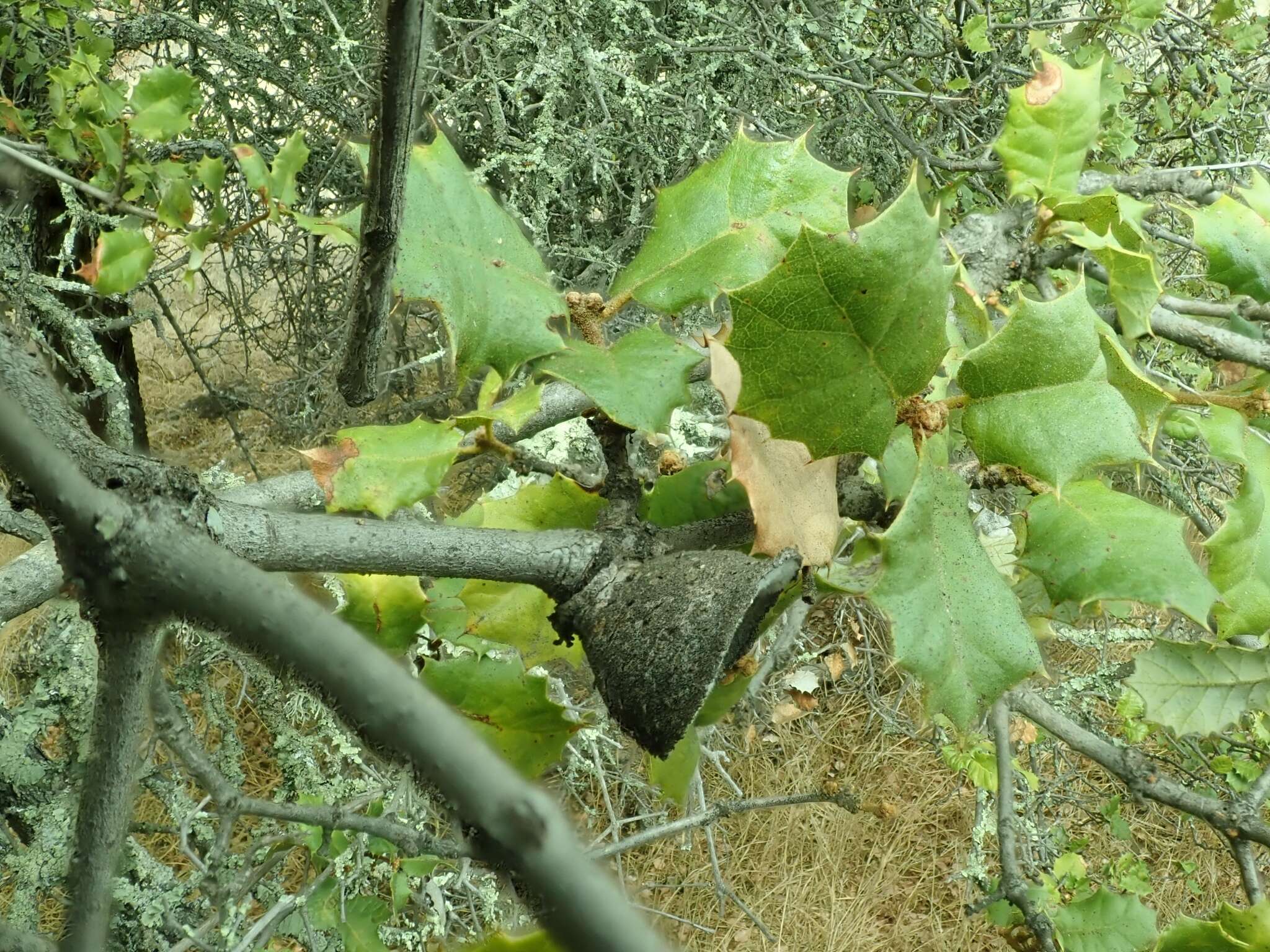 Image of Palmer oak