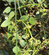 Image of Indian madder