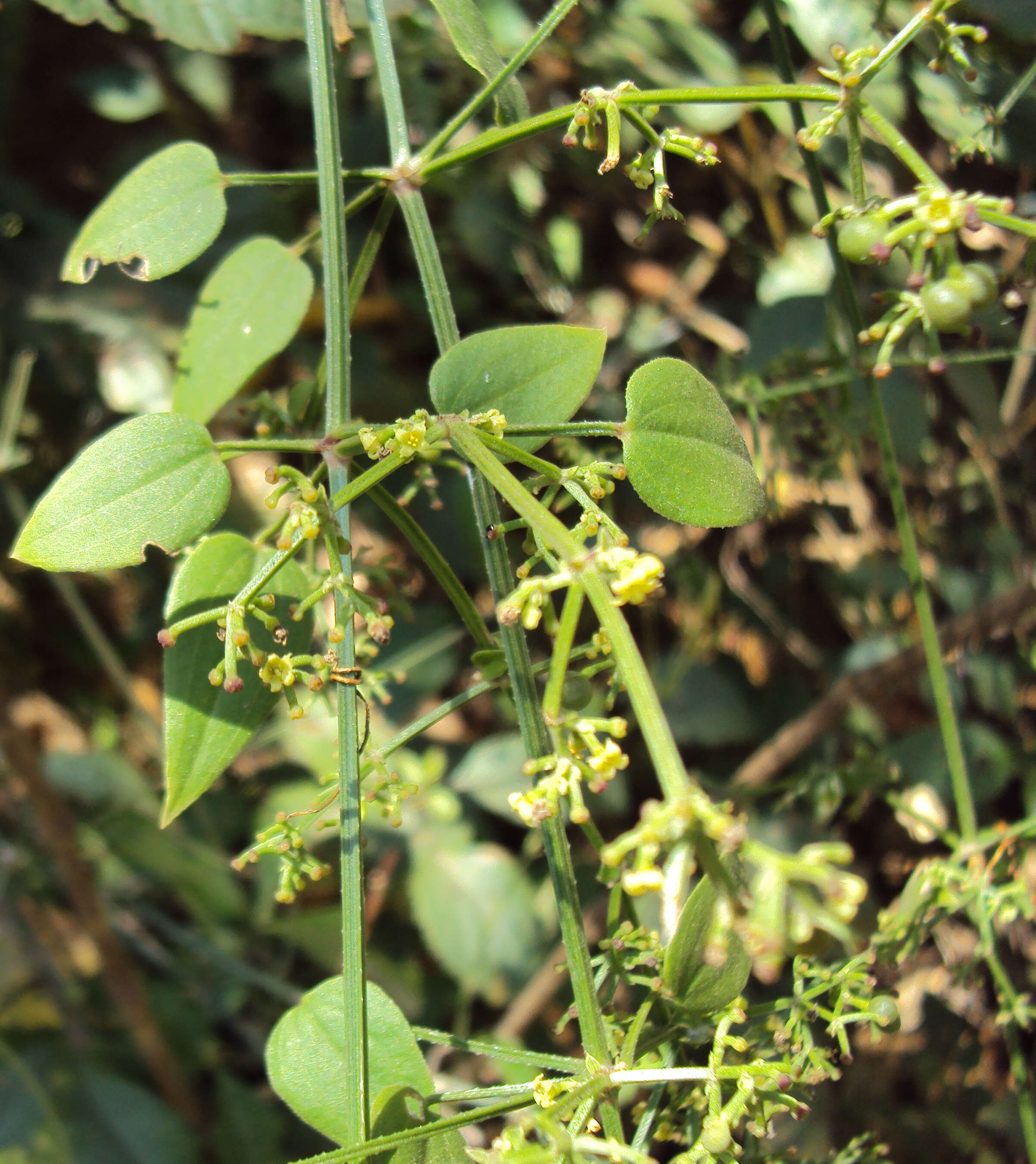 Plancia ëd Rubia cordifolia L.