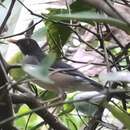 Image of Plumbeous-backed Thrush