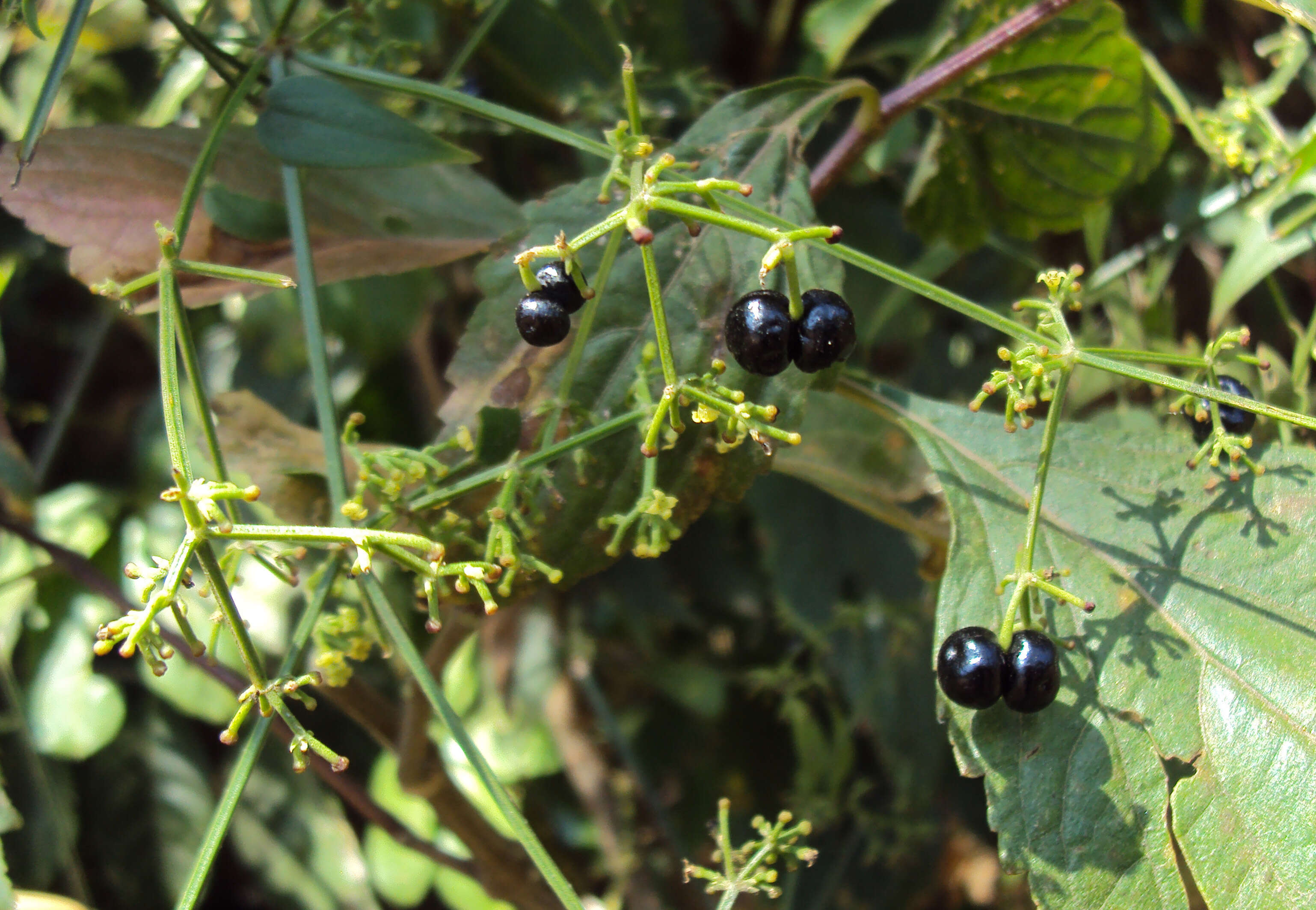 Plancia ëd Rubia cordifolia L.