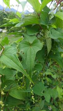 Dioscorea deltoidea Wall. ex Griseb. resmi