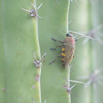 Image of Lampetis hirtomaculata (Herbst 1801)