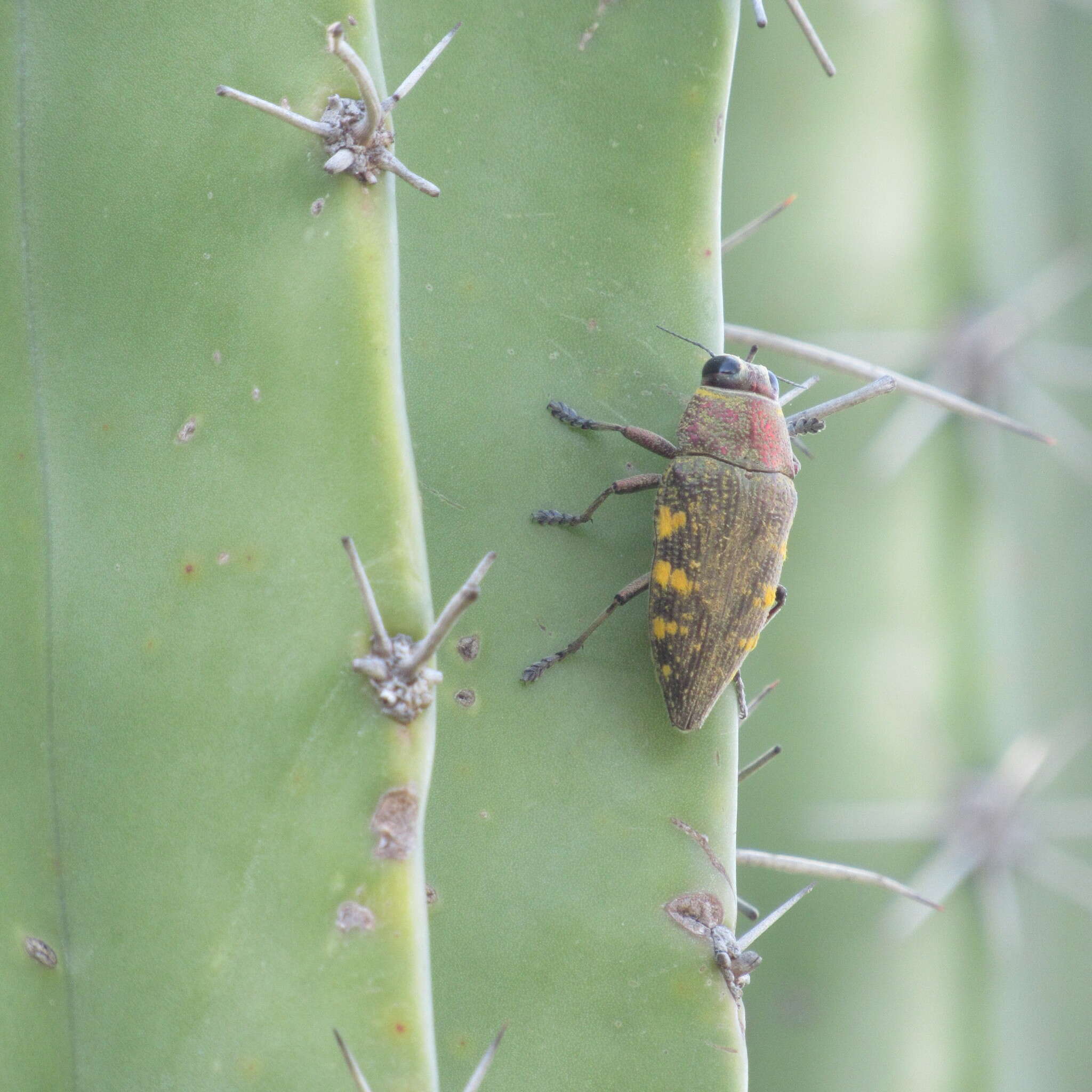 Image of Lampetis hirtomaculata (Herbst 1801)