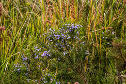 Plancia ëd Psoralea glabra E. Mey.