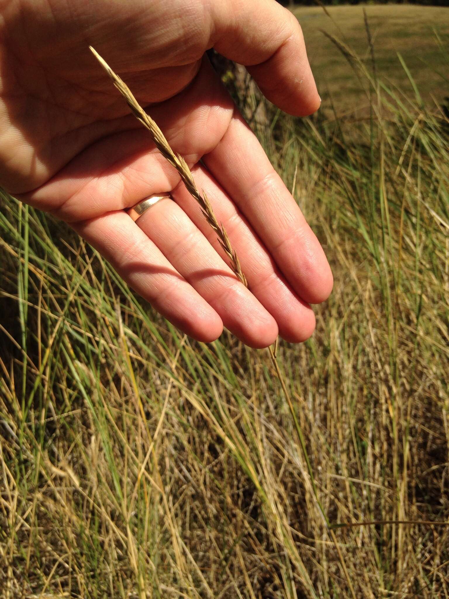 Elymus smithii (Rydb.) Gould的圖片