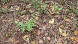 Image of Climbing fern