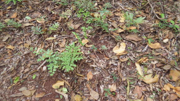 Image of Climbing fern