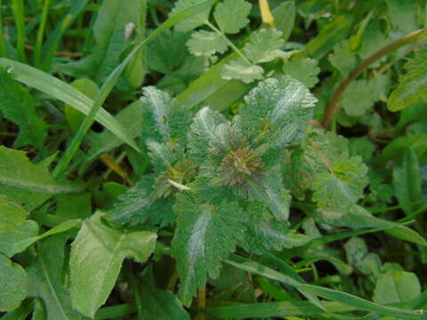 Image of Lamium bifidum Cirillo