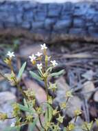 Image of Greene's starviolet