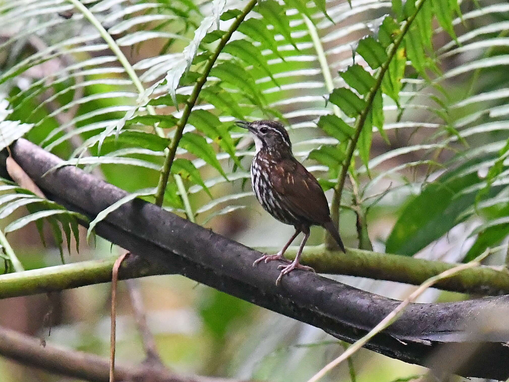 Image of Striated Wren-Babbler