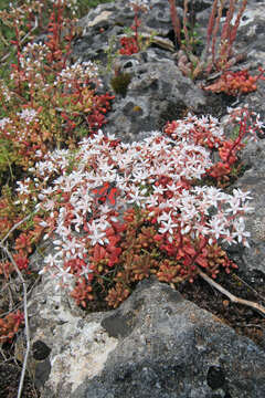 Image of White Stonecrop