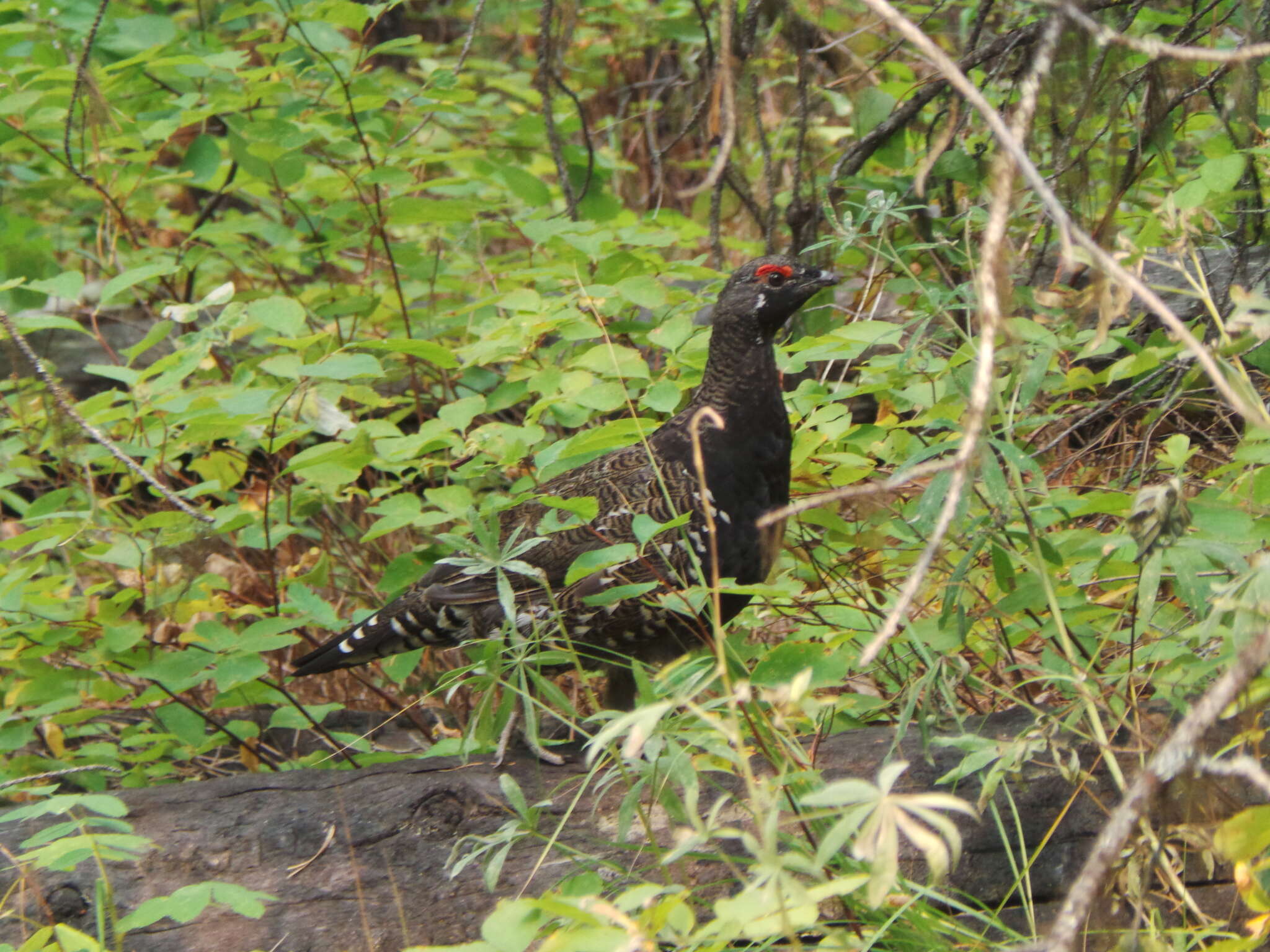 Image of Canachites canadensis franklinii (Douglas 1829)