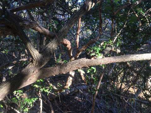 Image de Diospyros aculeata H. Perrier