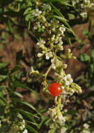 Image of Flax-Leaved Daphne