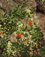 Image of Flax-Leaved Daphne