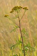 Image of common tansy