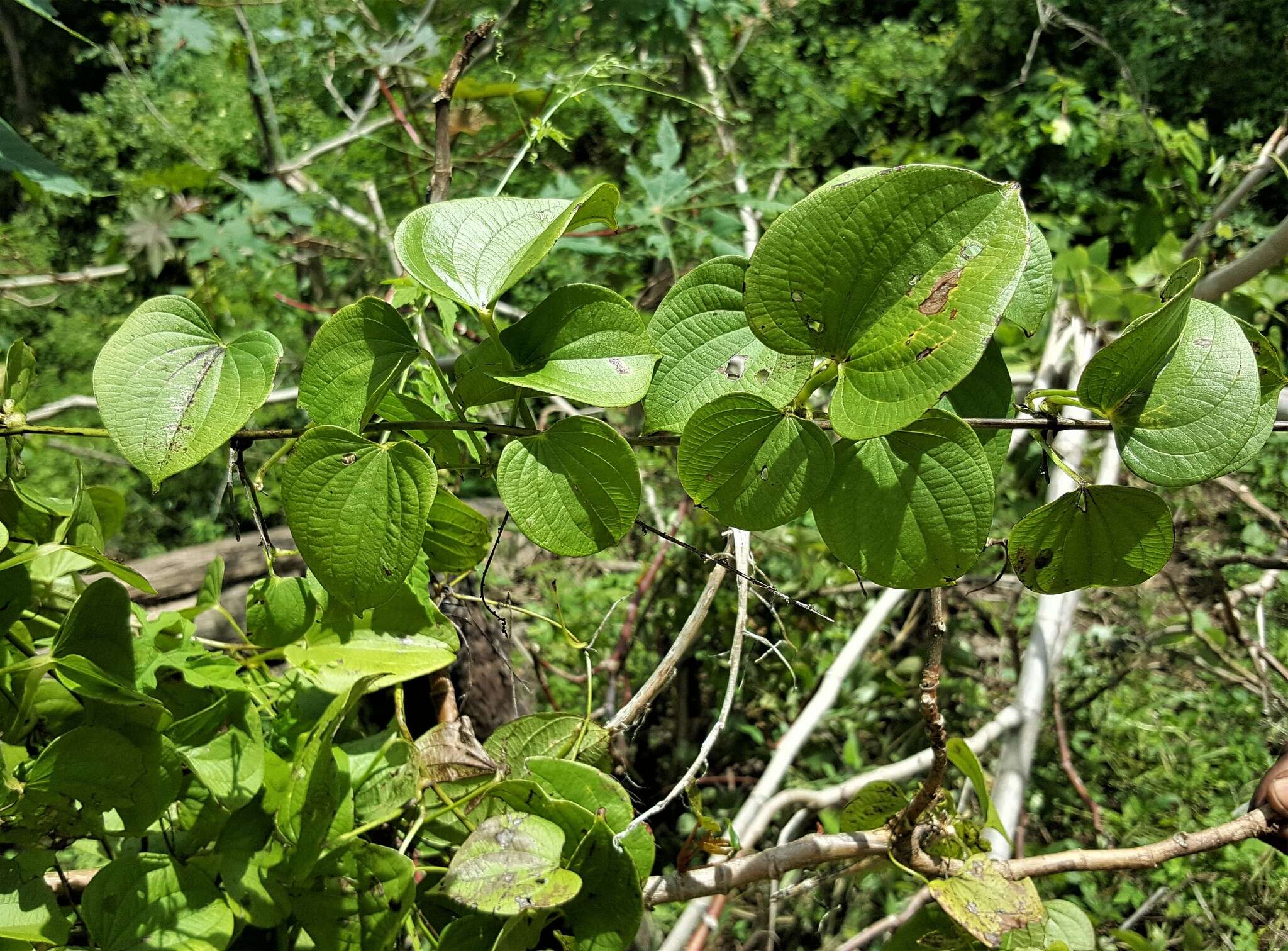 Image de Dioscorea buckleyana Wilkin