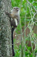 Image of Black-tailed Marmoset