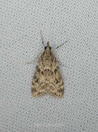 Eudonia truncicolella Stainton 1849的圖片