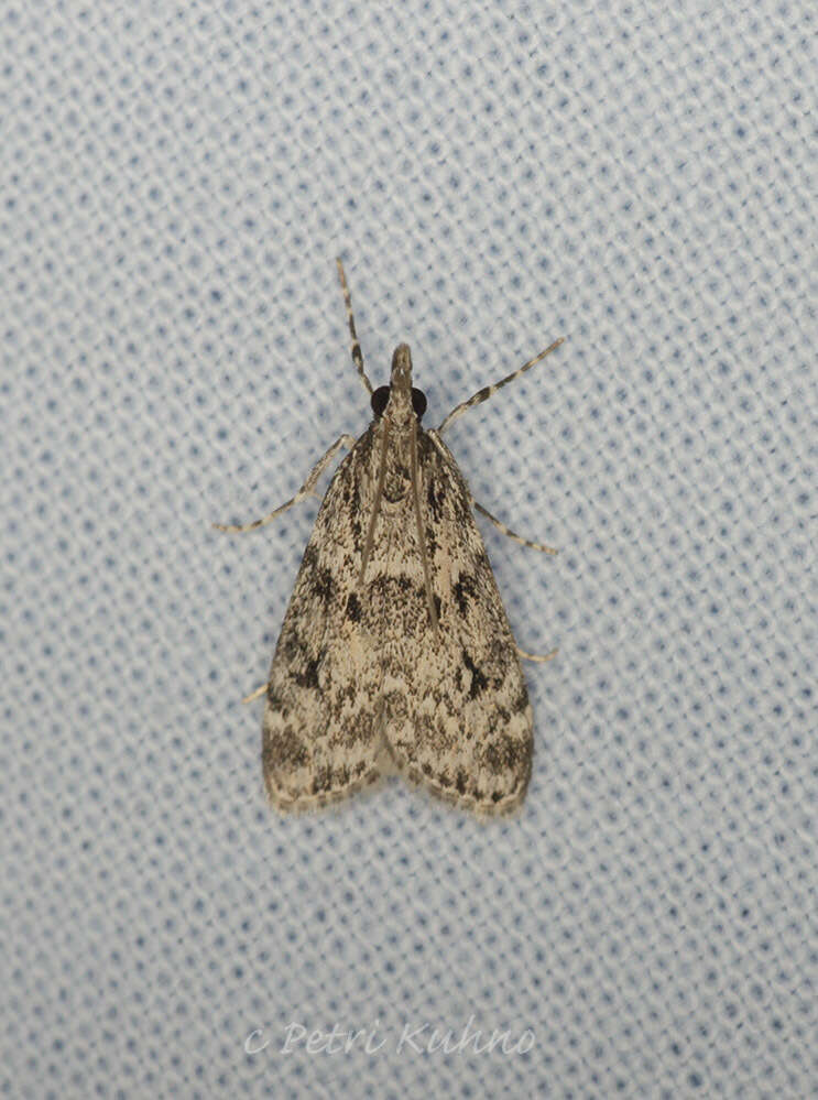 Eudonia truncicolella Stainton 1849的圖片